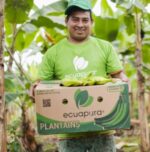 Barraganete Plantains PREMIUM box 22.7 Kg - Imagen 5