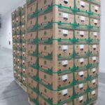 Barraganete Plantains PREMIUM box 22.7 Kg - Imagen 8