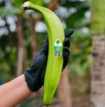 Barraganete Plantains PREMIUM box 22.7 Kg - Imagen 4