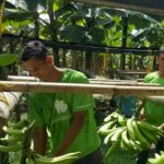 Barraganete Plantains PREMIUM box 22.7 Kg - Imagen 2