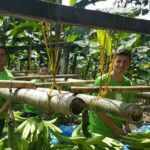 Barraganete Plantains PREMIUM box 22.7 Kg - Imagen 3