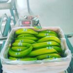 Barraganete Plantains PREMIUM box 22.7 Kg - Imagen 7
