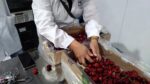 Chilean Cherries 5Kg Box Zaino - Imagen 2