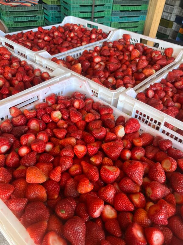 Frozen strawberries box 10KG TerraVerde - Imagen 3