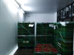Frozen strawberries box 10KG TerraVerde - Imagen 7