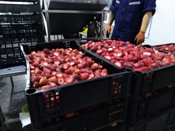 Frozen strawberries box 10KG TerraVerde - Imagen 4
