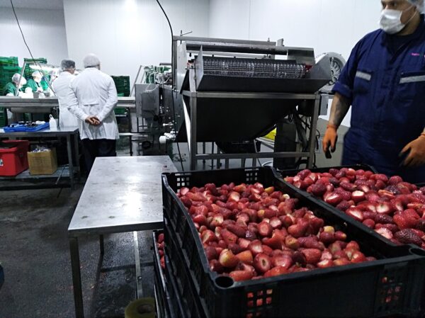 Frozen strawberries box 10KG TerraVerde - Imagen 5