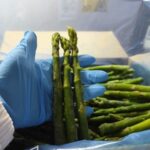 IQF Frozen Asparagus Box of 30Lb Vifrut - Imagen 2